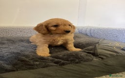 Cockapoo dogs for sale: F1 cockapoos  - Image 3
