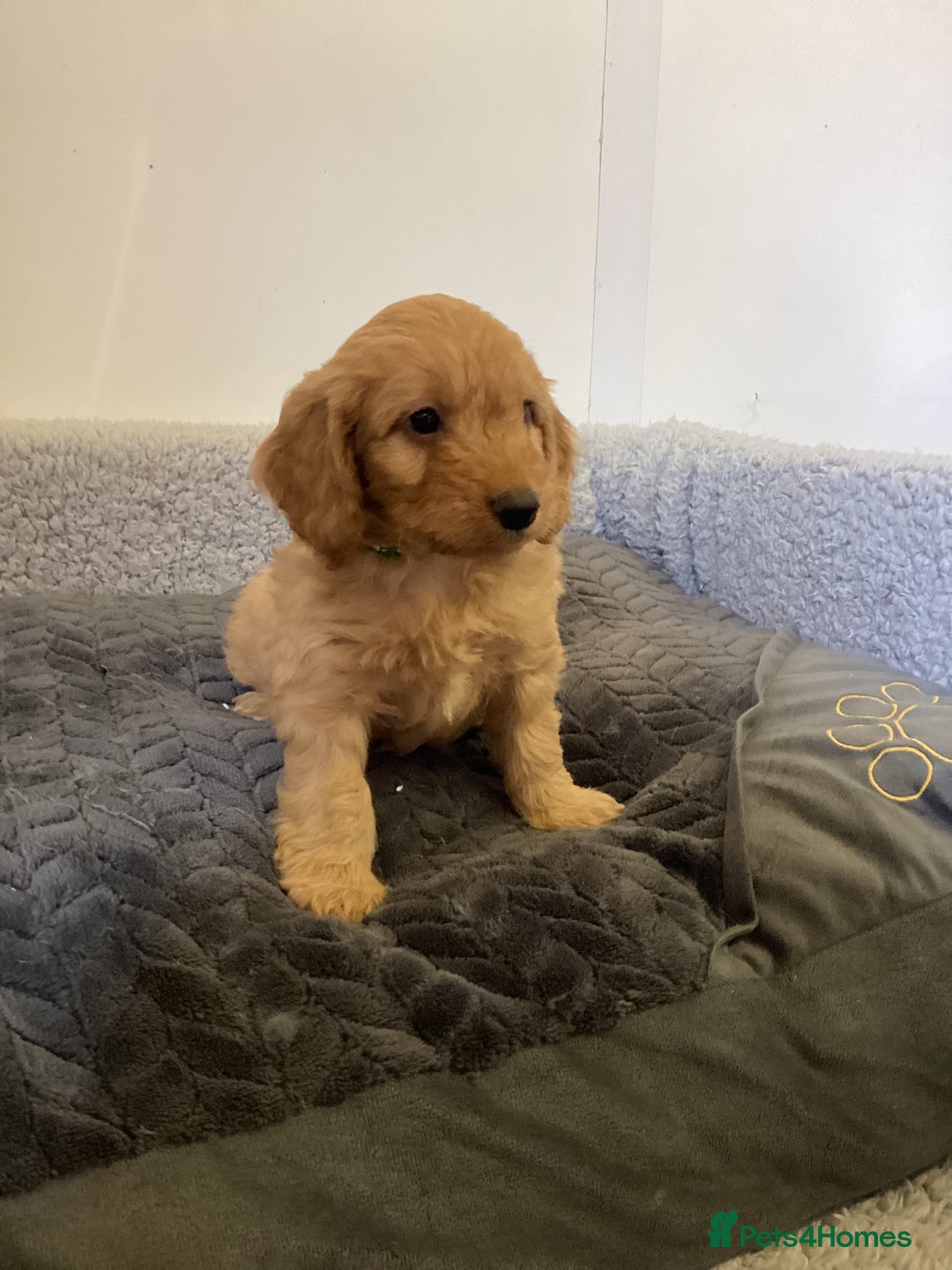 Cockapoo dogs for sale: F1 cockapoos  - Image 3