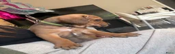 Mixed Breed dogs for sale: Cane corso x staff puppies  in Witham - Advert 13