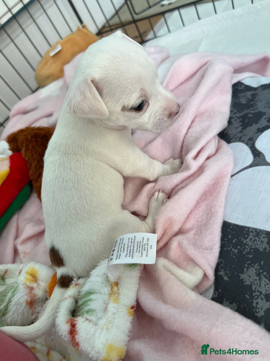 Jack Russell dogs for sale: Stunning Miniature Jack Russell Puppies!!! - Advert 16
