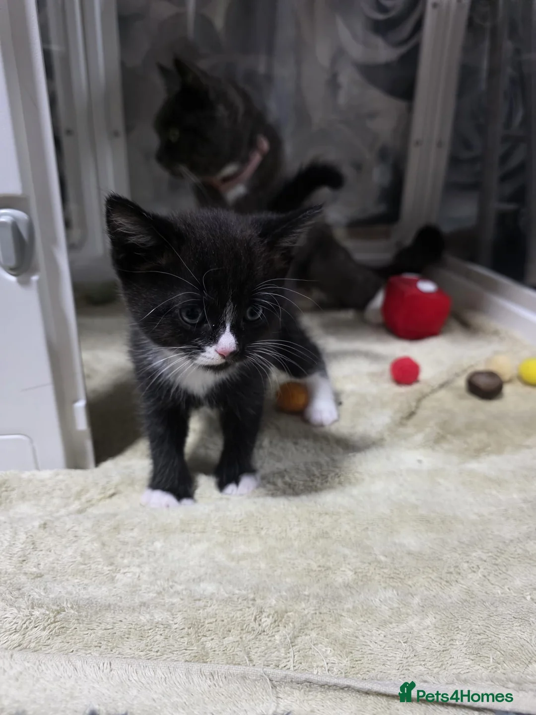 British Shorthair cats for sale: 🩷 Super cute kittens 🩷 - Advert 2