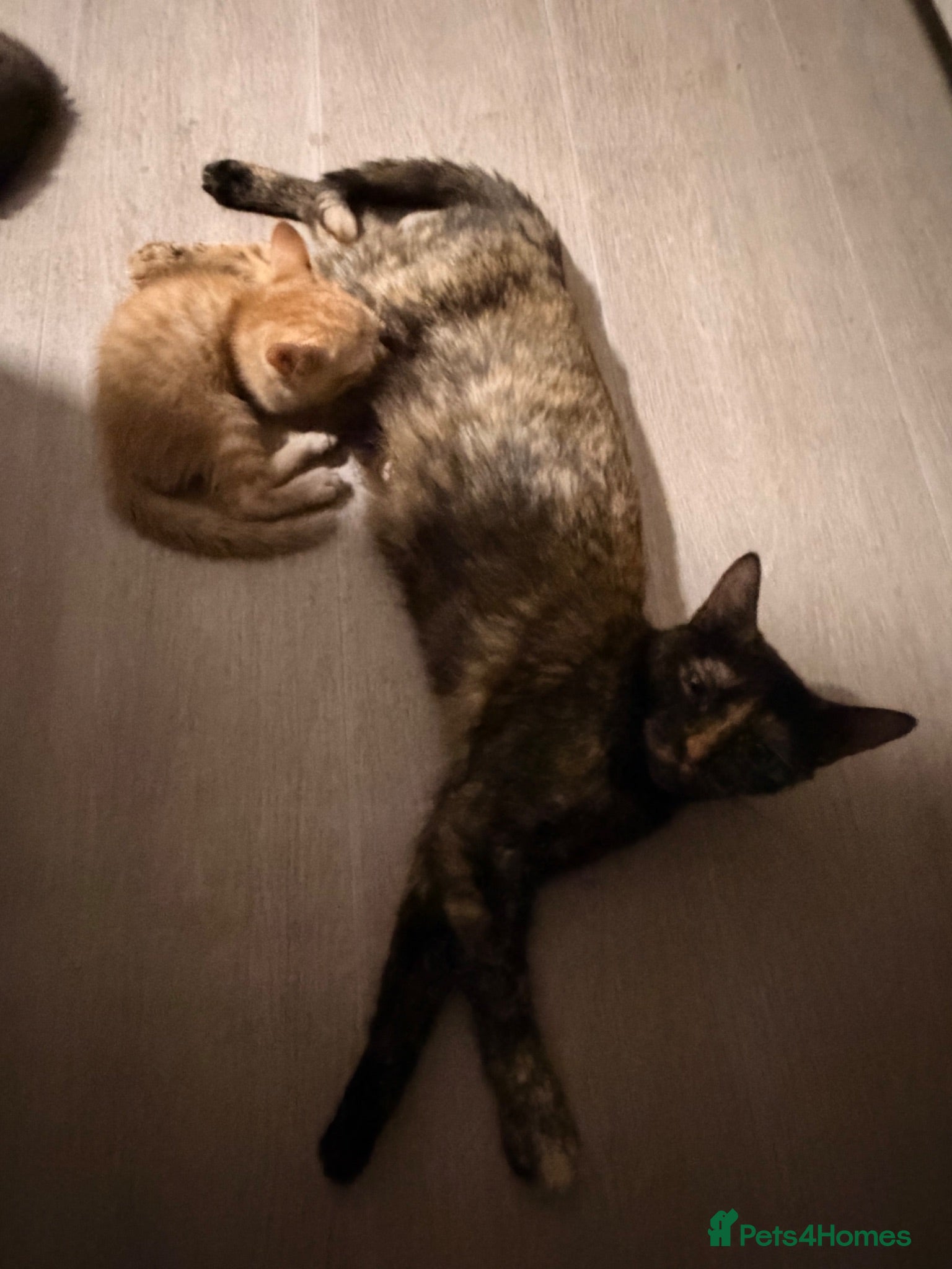 Mixed Breed cats Beautiful long haired female kitten - Advert 2