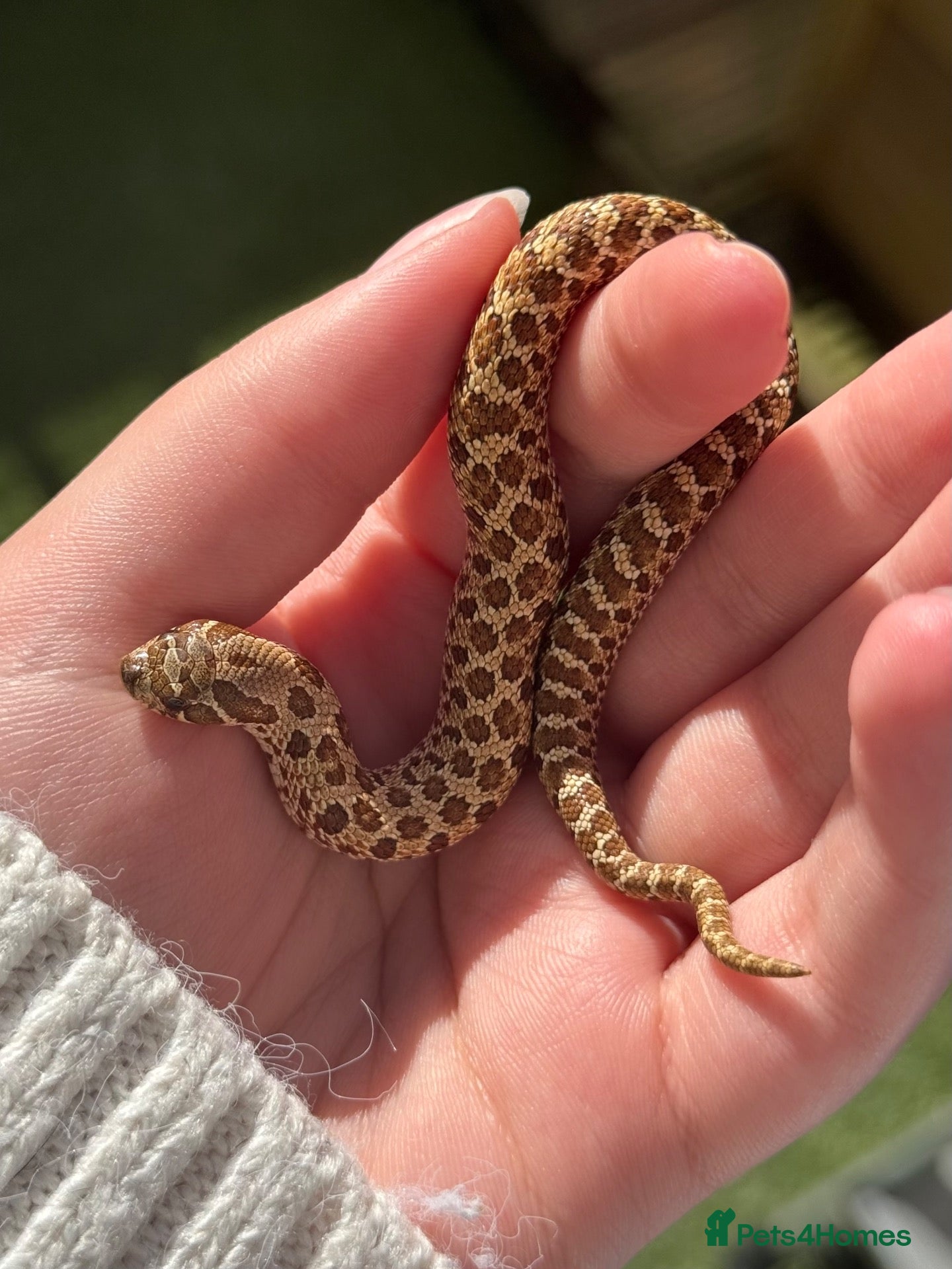Snake reptiles Hognose Babies Available! - Advert 3