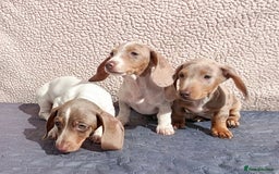 Dachshund dogs for sale: FULLY VAC RAINBOW MINI DAXI PRA CLR KC REG - Image 4