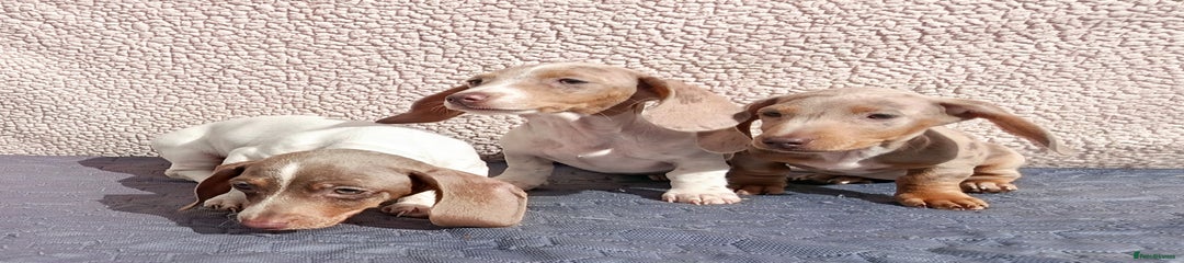 Dachshund Puppy 5