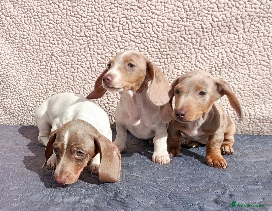 Dachshund dogs for sale: FULLY VAC RAINBOW MINI DAXI PRA CLR KC REG - Image 4