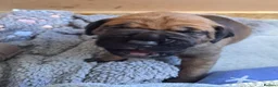 Cane Corso dogs for sale: chunky cane corso pup - Advert 5