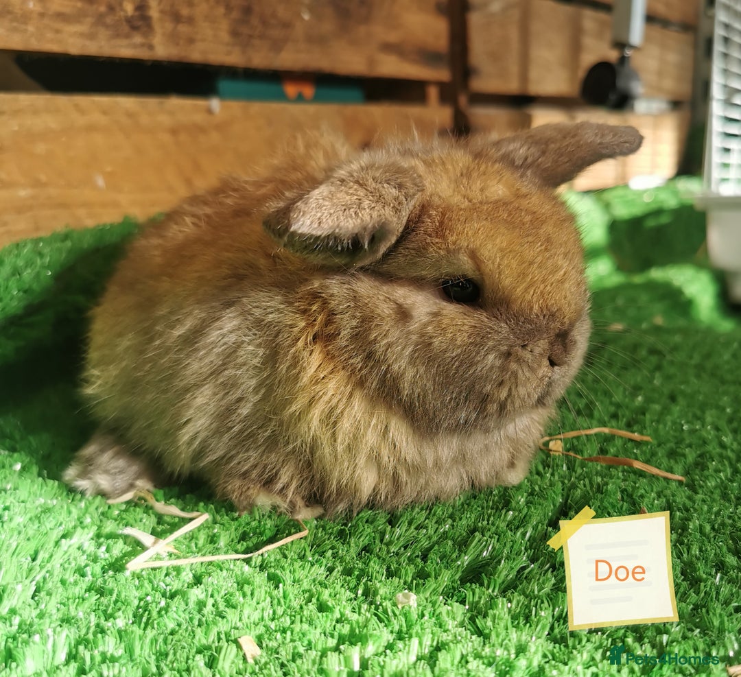 Mini Lop rabbits for sale: Baby mini lops  - Advert 2