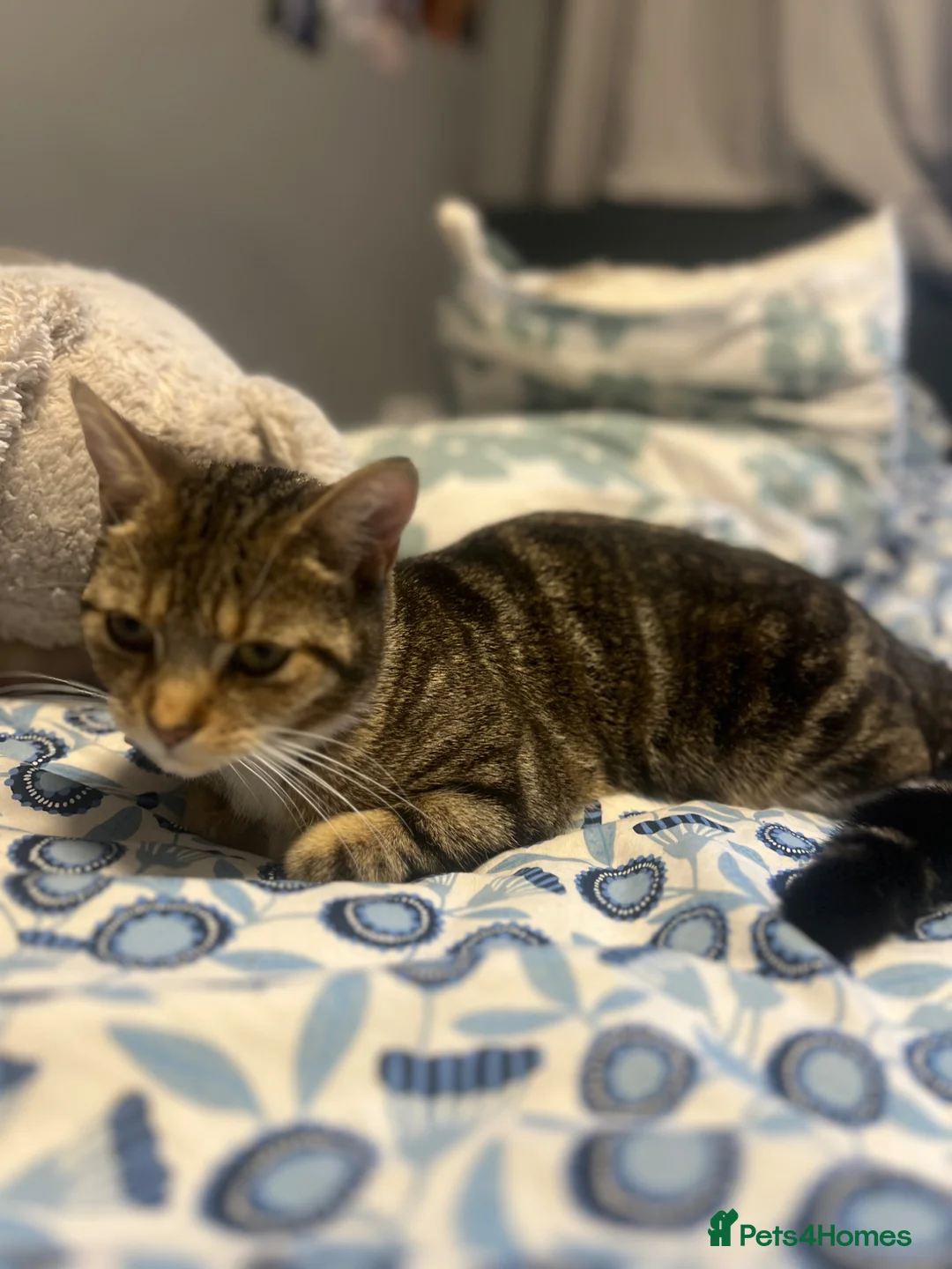 European cats for sale: 10 month old kitten in Manchester - Advert 5