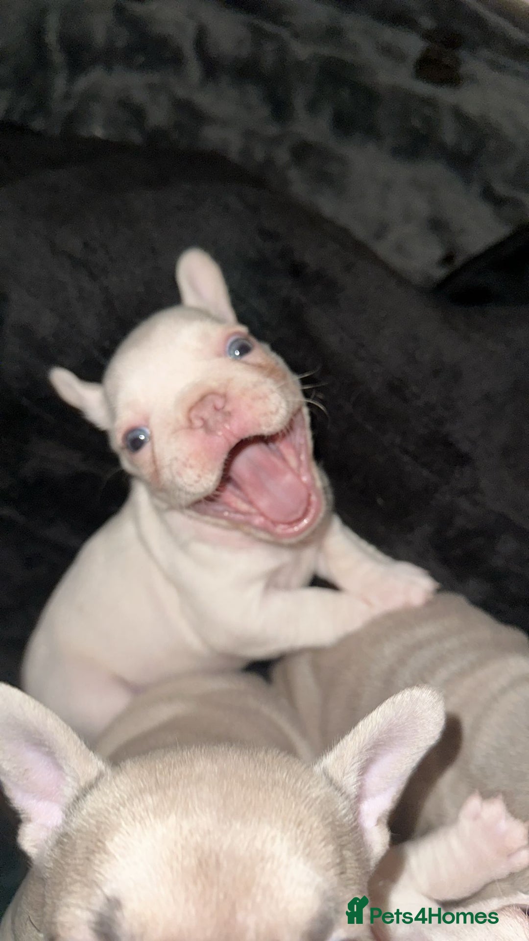 French Bulldog dogs for sale: Cream girl and cream boy available  - Advert 6