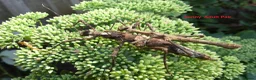 Stick Insects invertebrates for sale: STICK INSECTS   Green Bean, Sabah, Sunny, Choclog - Advert 2