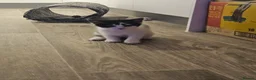 Mixed Breed cats for sale: Kittens for sale - Advert 2