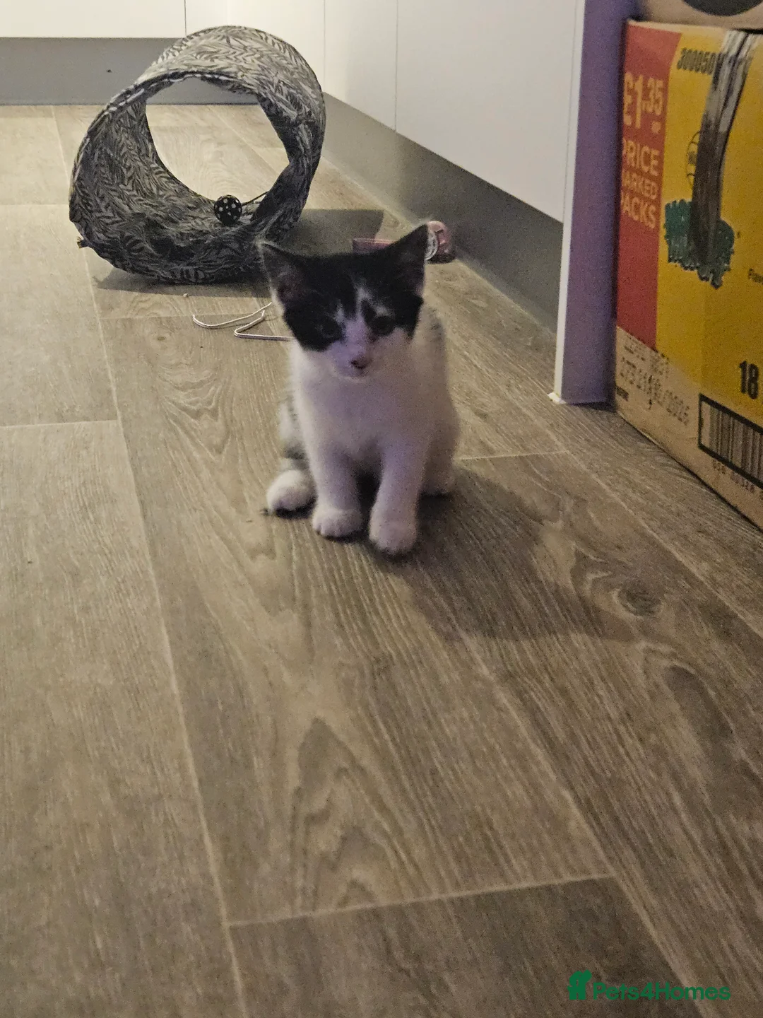 Mixed Breed cats for sale: Kittens for sale - Advert 2