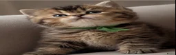 British Shorthair cats for sale: Unique  Golden kittens 🐾 - Advert 3