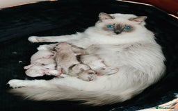 Ragdoll cats for sale: GCCF REGISTERED EUROPEAN LINE RAGDOLL KITTENS  - Image 33