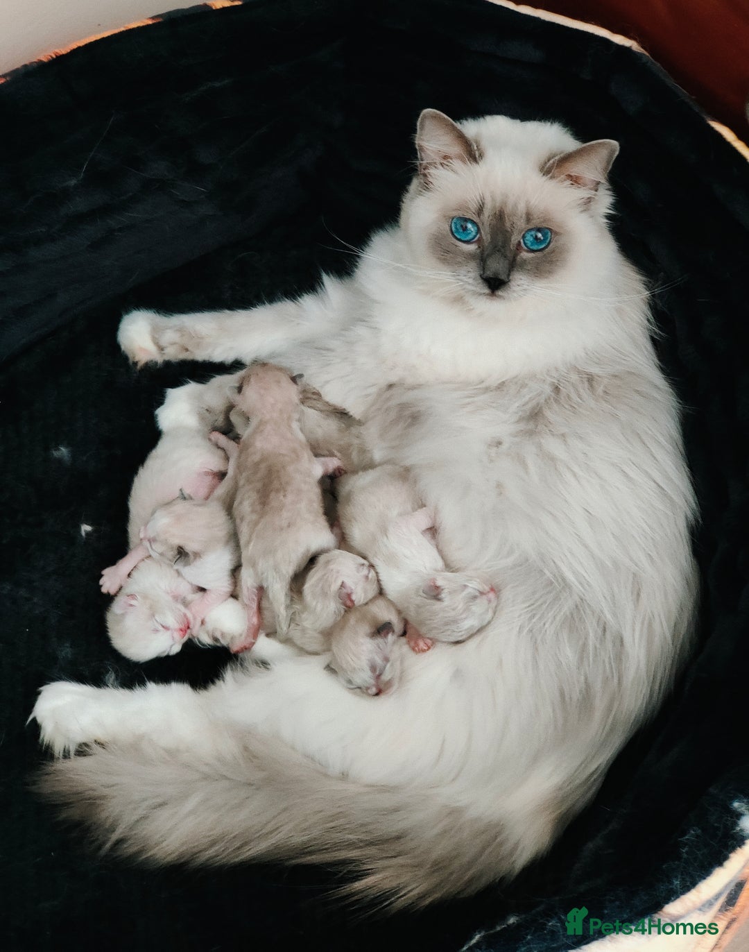 Ragdoll cats for sale: GCCF REGISTERED EUROPEAN LINE RAGDOLL KITTENS  - Image 33