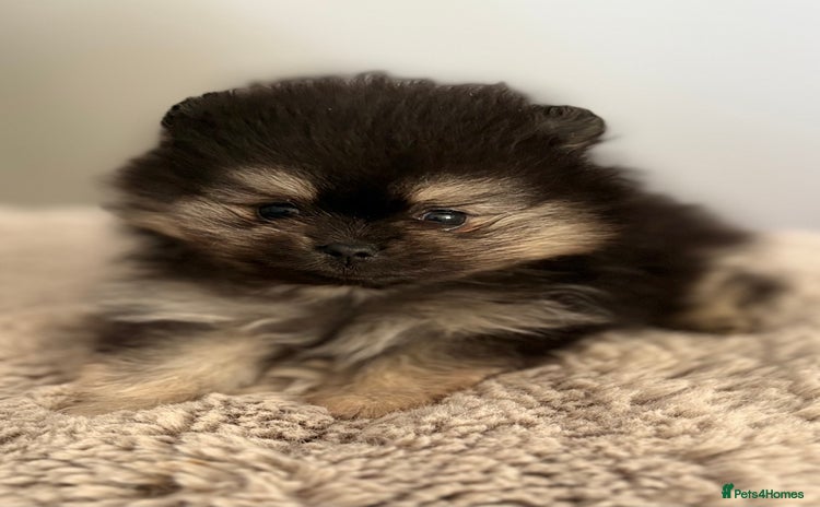 Pomeranian dogs - Advert 1