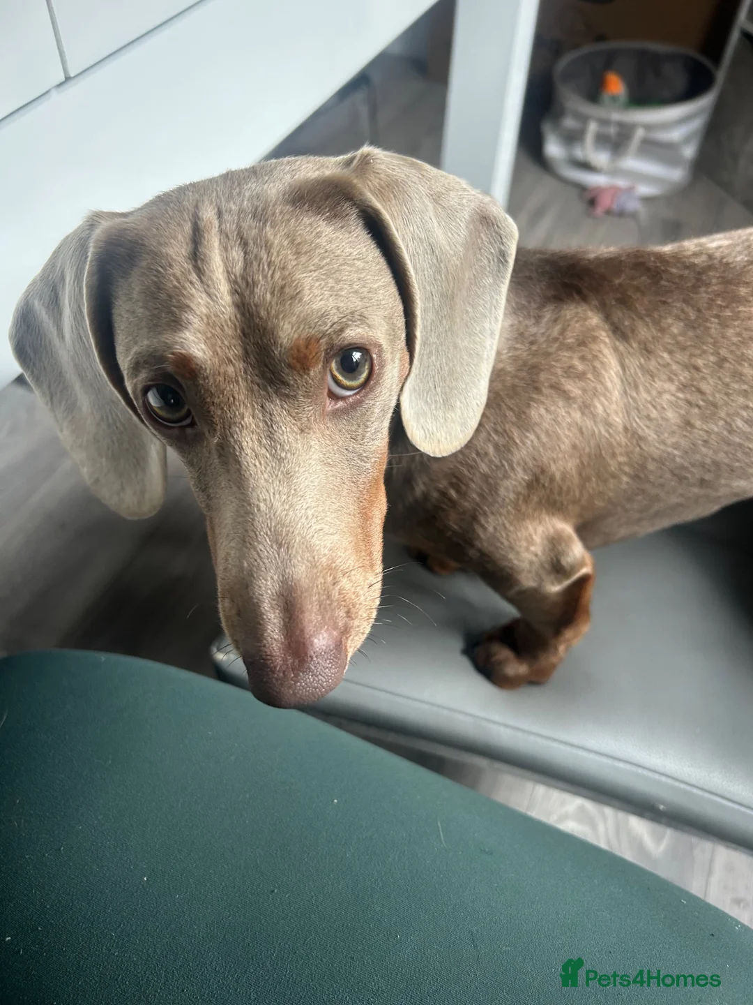 Miniature Dachshund dogs for stud: Miniature Dachshund for Stud  - Advert 1