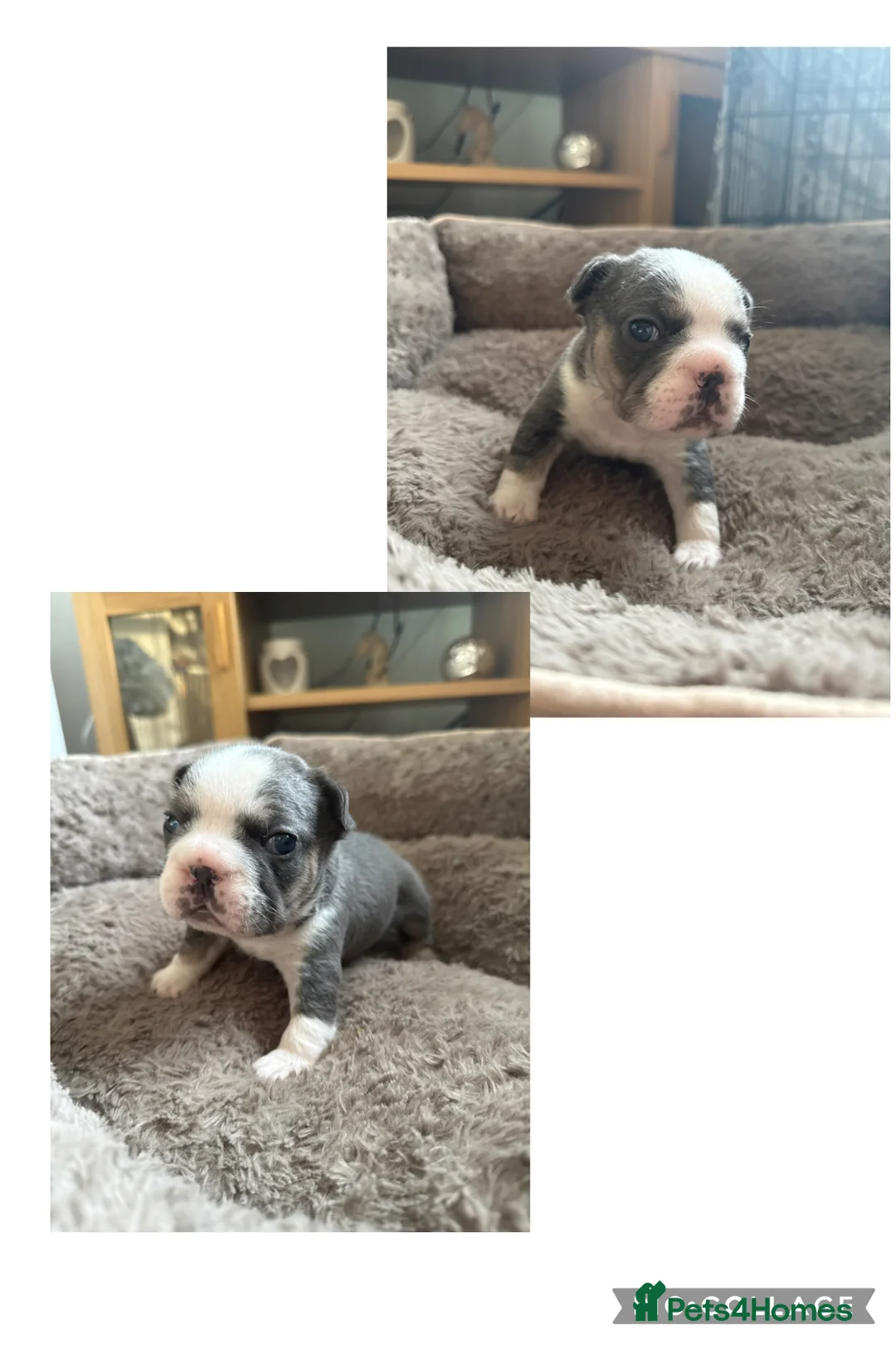 French Bulldog dogs for sale: LAST MALE LEFT beautiful KC reg French Bulldog - Advert 22