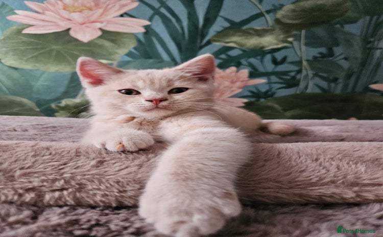 British Shorthair cats - Advert 1