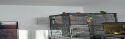 Lovebirds birds for sale: Lovebirds Young Bonded Pair 🦜  - Advert 2