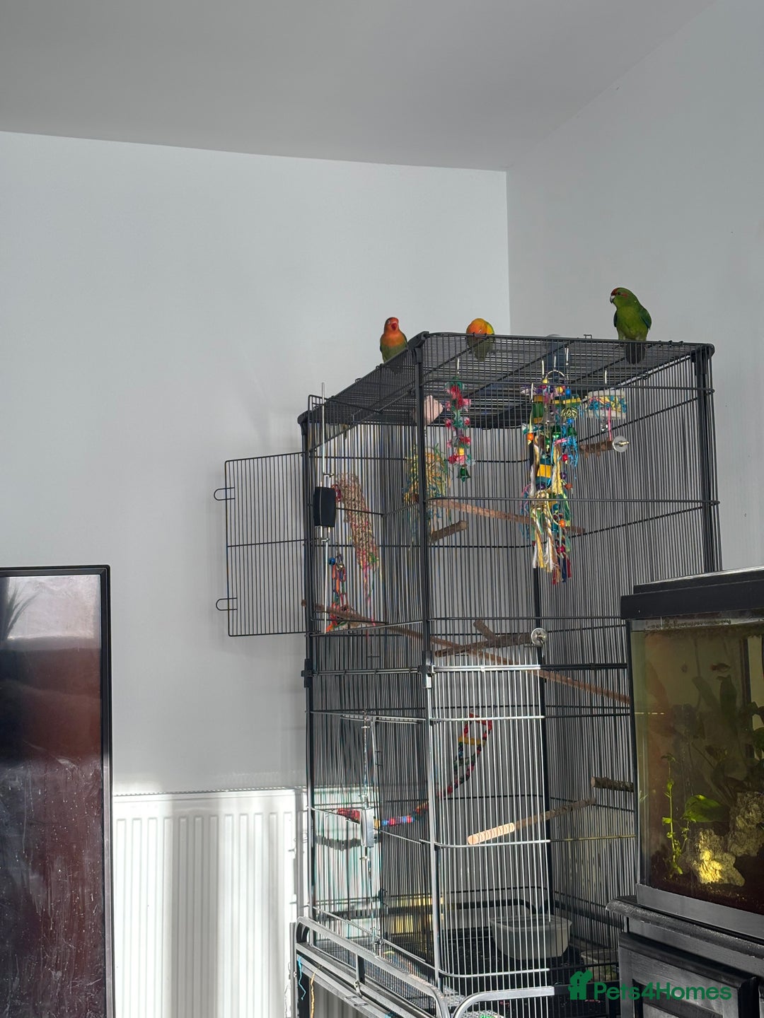 Lovebirds birds for sale: Lovebirds Young Bonded Pair 🦜  - Advert 2