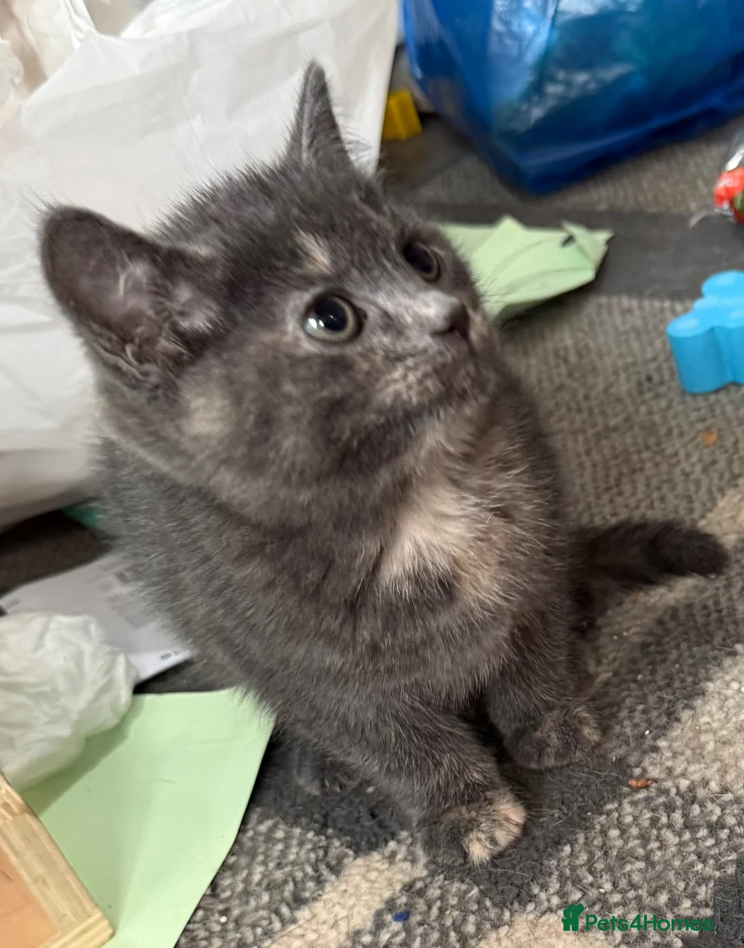 Mixed Breed cats for sale: Kittens for sale  in Wolverhampton - Advert 4