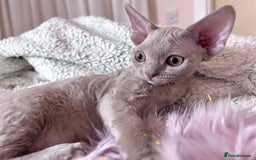 Devon Rex cats for stud: Beautiful Lilac Boy in Southampton - Image 12