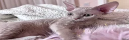 Devon Rex cats for stud: FIFE register 5 generations Beautiful lilac boy - Advert 12