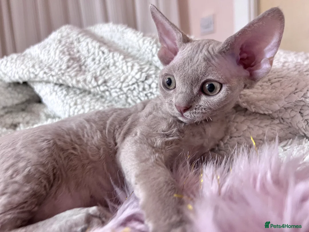 Devon Rex cats for stud: FIFE register 5 generations Beautiful lilac boy - Advert 12
