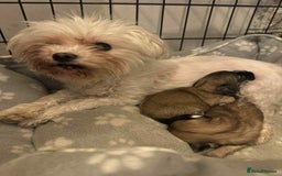 Maltipoo dogs for sale: Xs Korean maltipoo - Image 7
