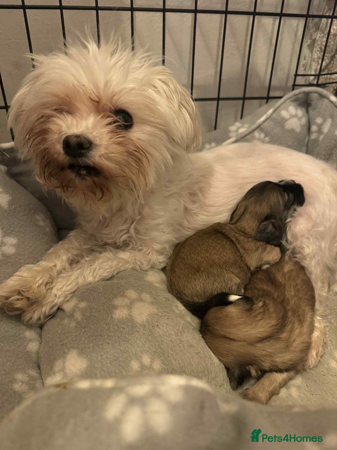 Maltipoo dogs for sale: Xs Korean maltipoo - Image 7