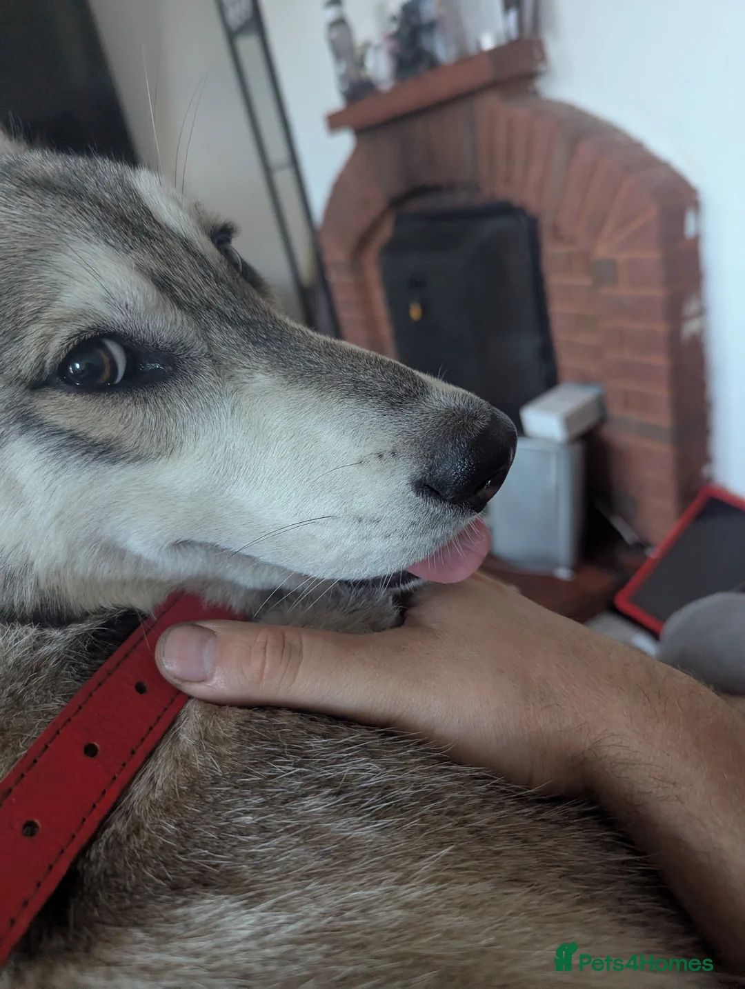 Northern Inuit dogs for sale: Reluctant sale - Advert 2