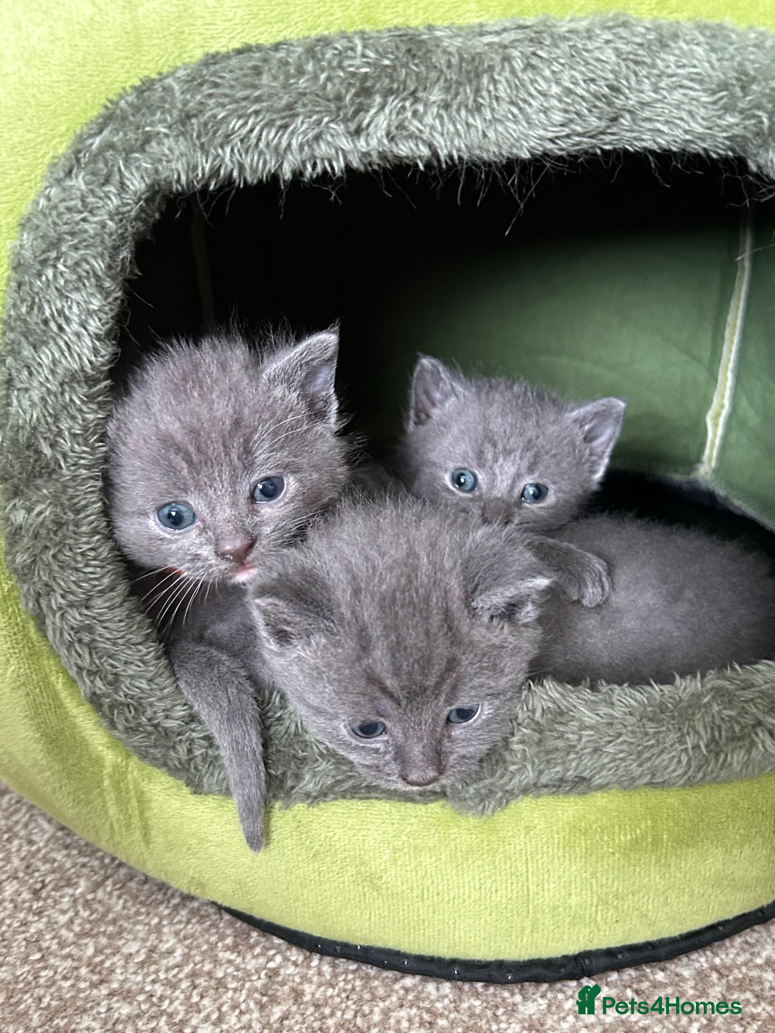 British Shorthair cats 3 Beautiful male British short haired kittens  - Advert 4