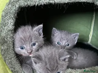 British Shorthair cats 3 Beautiful male British short haired kittens - Advert 4