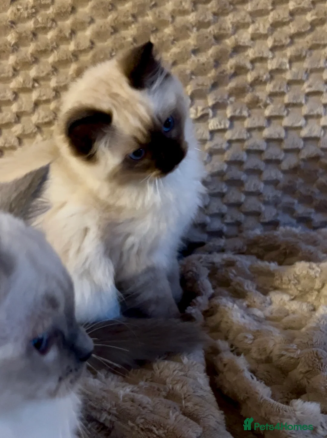 Ragdoll cats for sale: Ragdoll Kittens TICA 2 Boys Seal Blue  - Advert 5