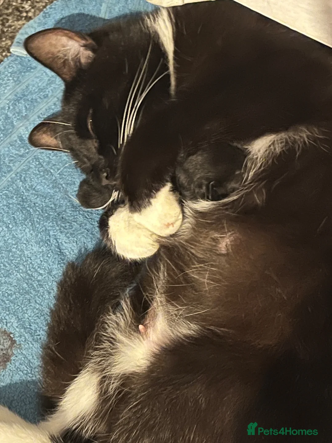 Mixed Breed cats for sale: Friendly, playful female kitten - Advert 2