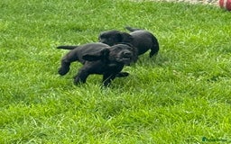 Cocker Spaniel dogs for sale: Working Cocker Spaniel pups in Houghton le Spring - Image 7
