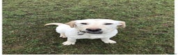 Springador dogs for sale: Beautiful F1 Springador pups for sale! - Advert 2
