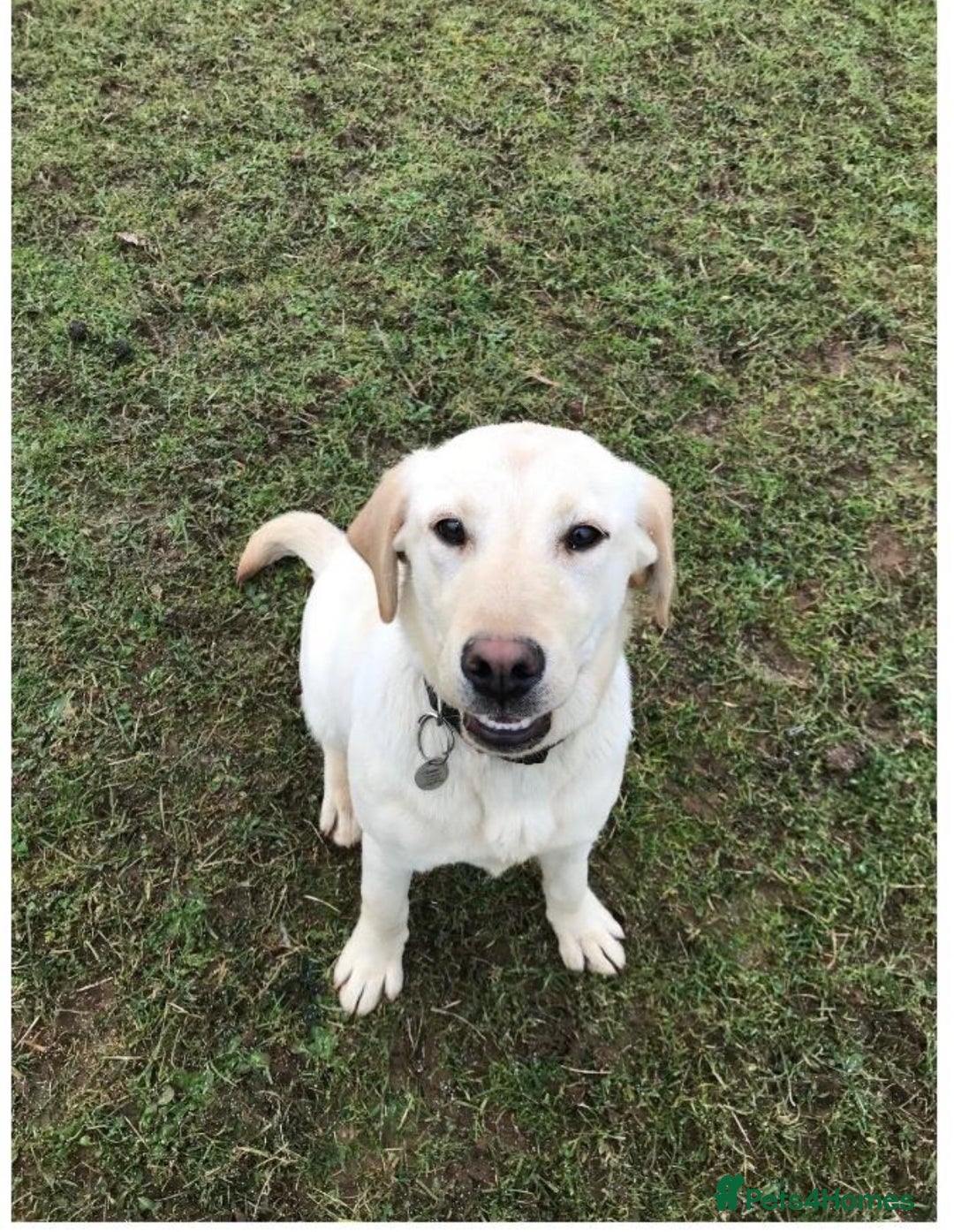 Springador dogs for sale: Beautiful F1 Springador pups for sale! - Advert 2