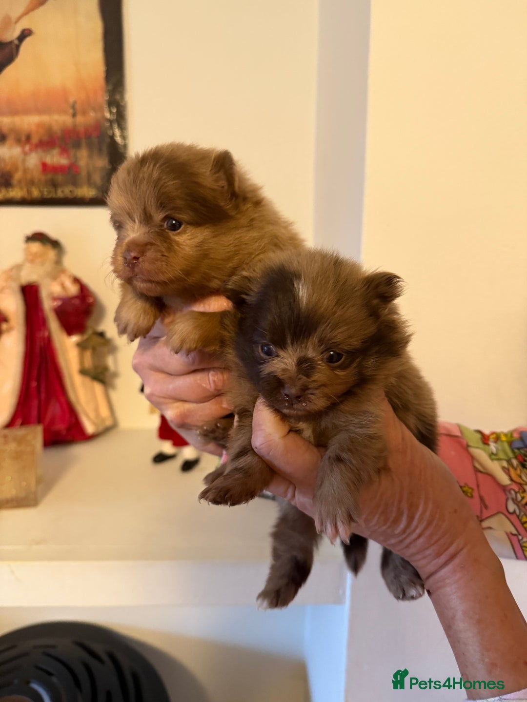 Pomeranian dogs for sale: BEAUTIFUL K.C REGISTERED POMERANIAN PUPPIES  - Advert 11