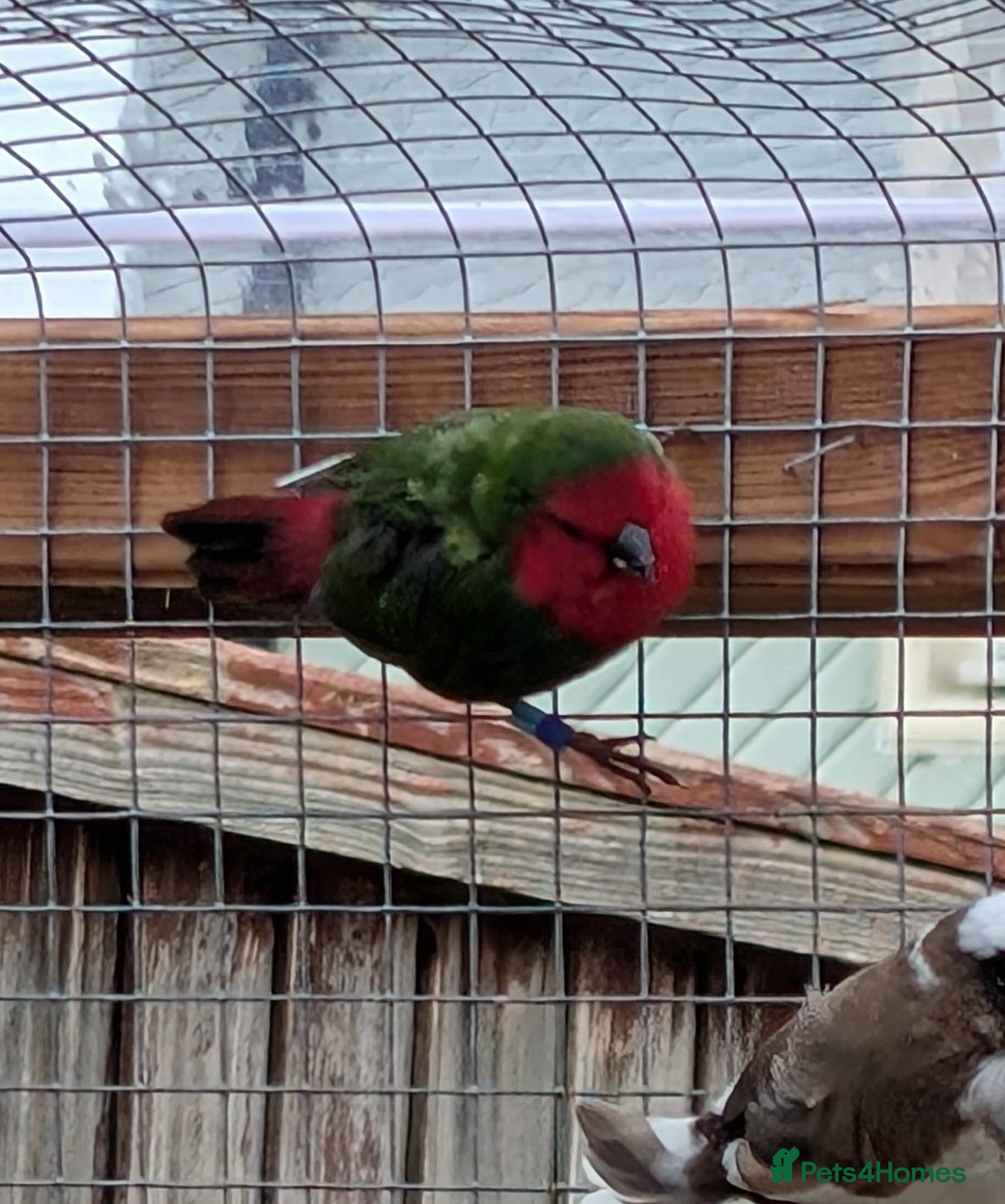 Finches birds Parrot finch  - Advert 12