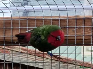 Finches birds Parrot finch - Advert 12