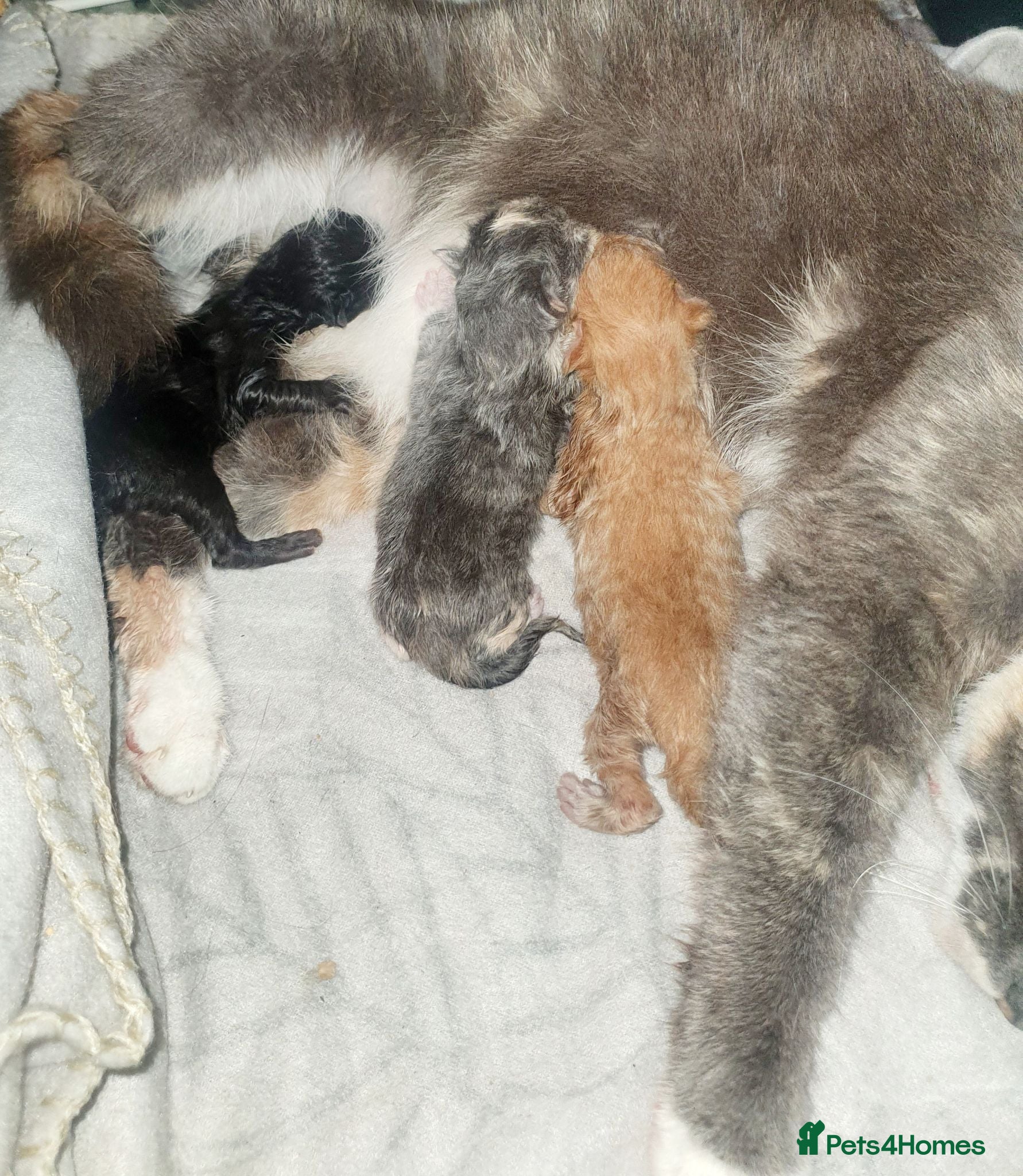 Mixed Breed cats One ginger boy left - Advert 15