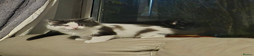 British Shorthair Kitten 1