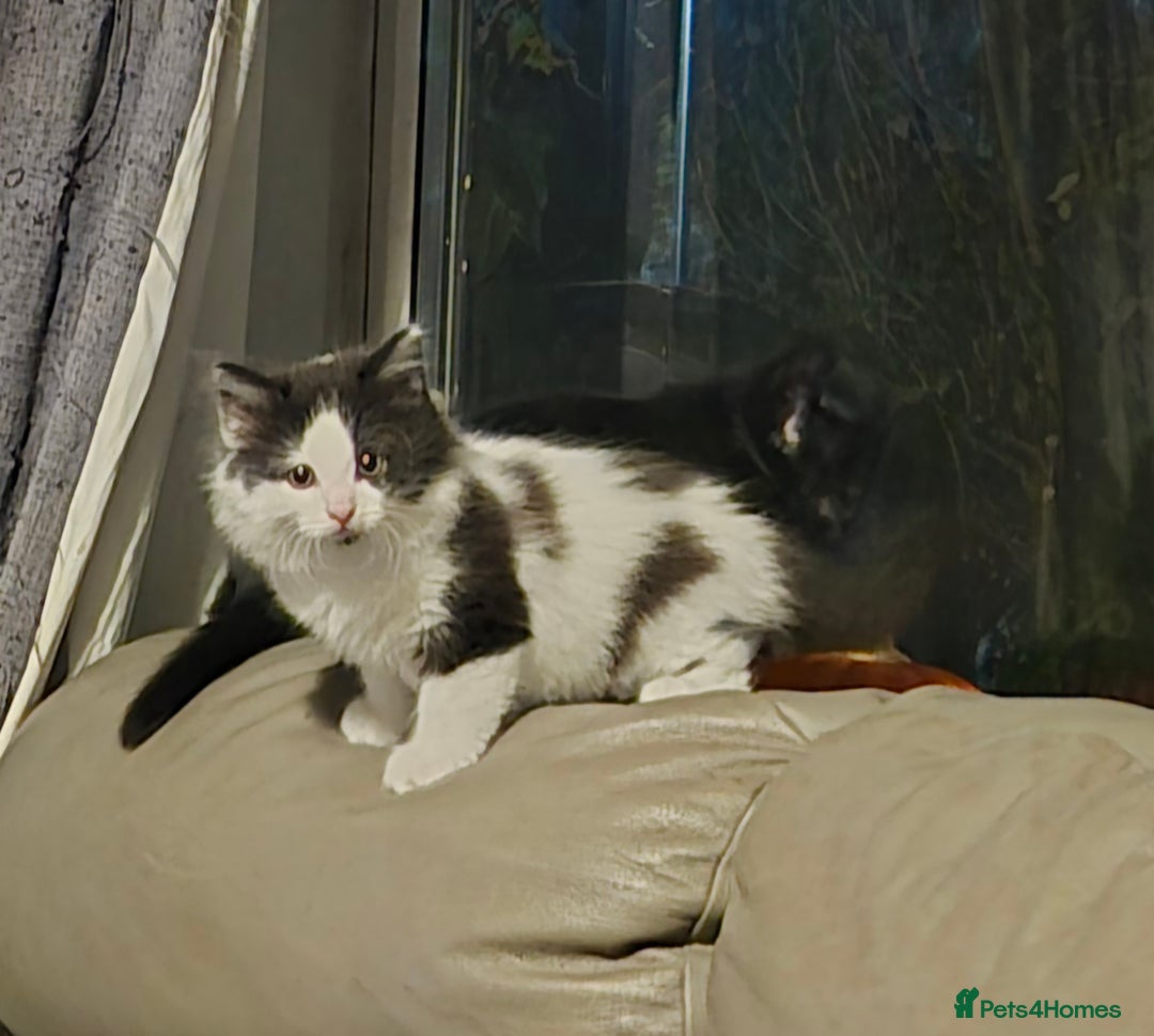 British Shorthair cats for sale: Kittens ready now - Image 1