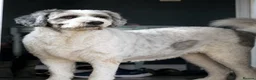 Caucasian Shepherd Dog dogs for adoption: BAILEY, A Gentle Giant Looking for a Second Chance - Advert 2
