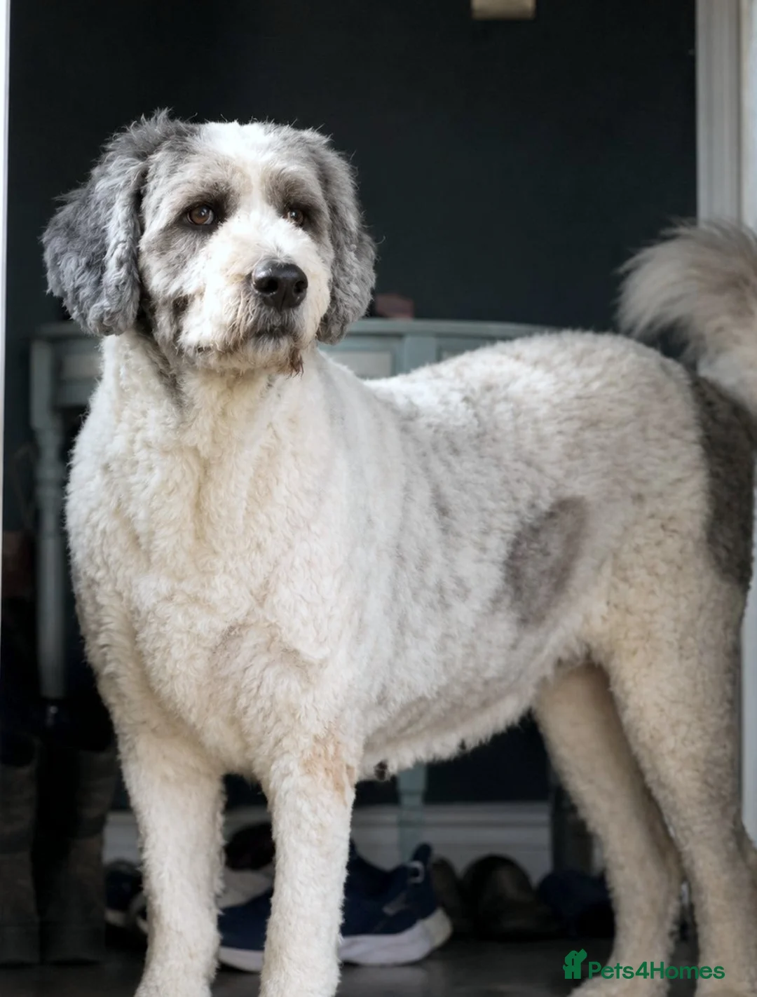 Caucasian Shepherd Dog dogs for adoption: BAILEY, A Gentle Giant Looking for a Second Chance - Advert 2