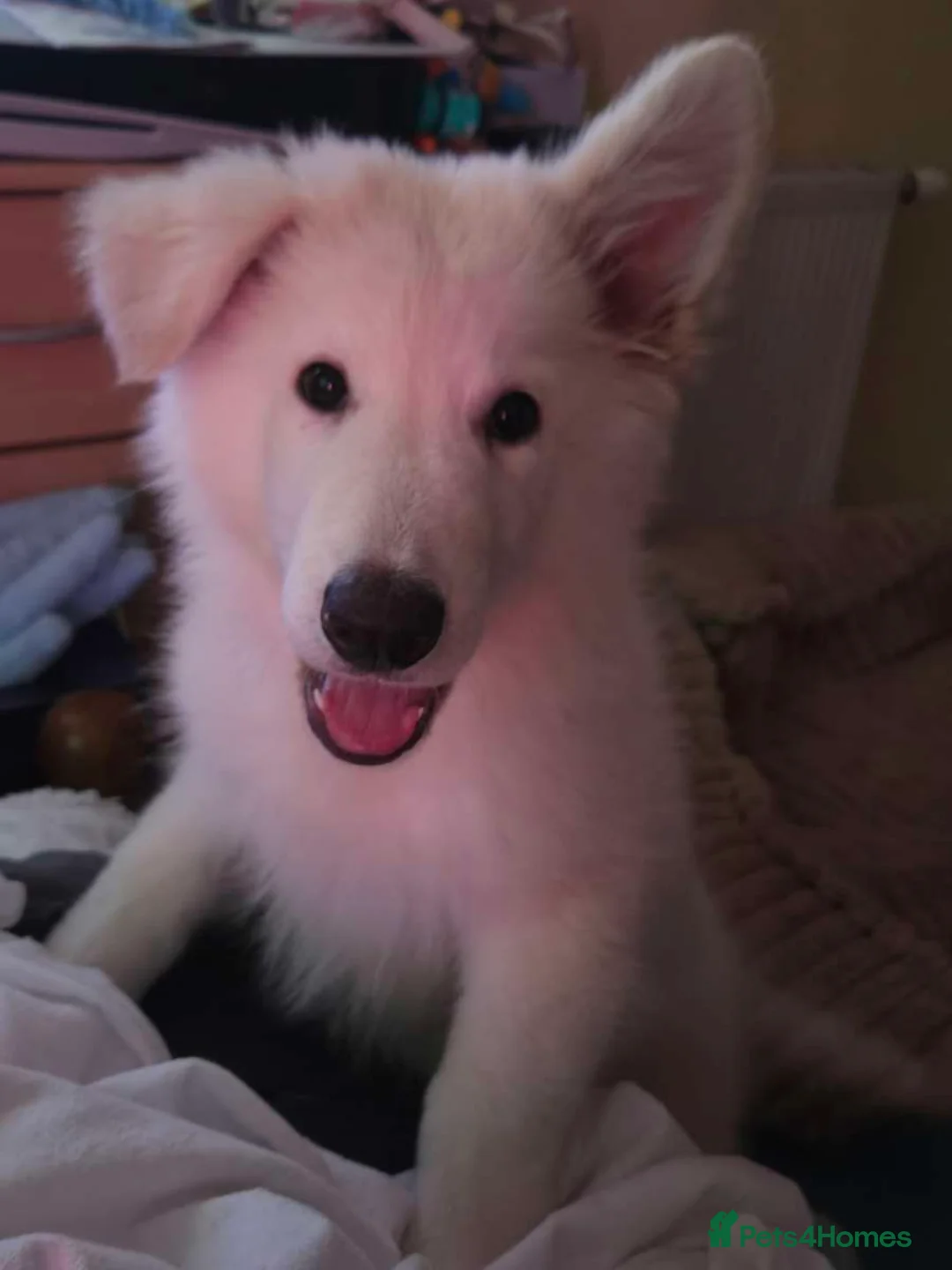 German Shepherd dogs for sale:  7 Month-Old White German Shepherd  in Glasgow - Advert 1