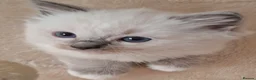 Ragdoll cats for sale: Stunning Ragdoll kittens  - Advert 9